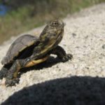 turtle hatchling in March 2009