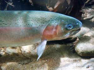 Southern Steelhead trout