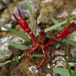 Red Crayfish