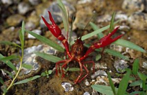 red swamp crayfish