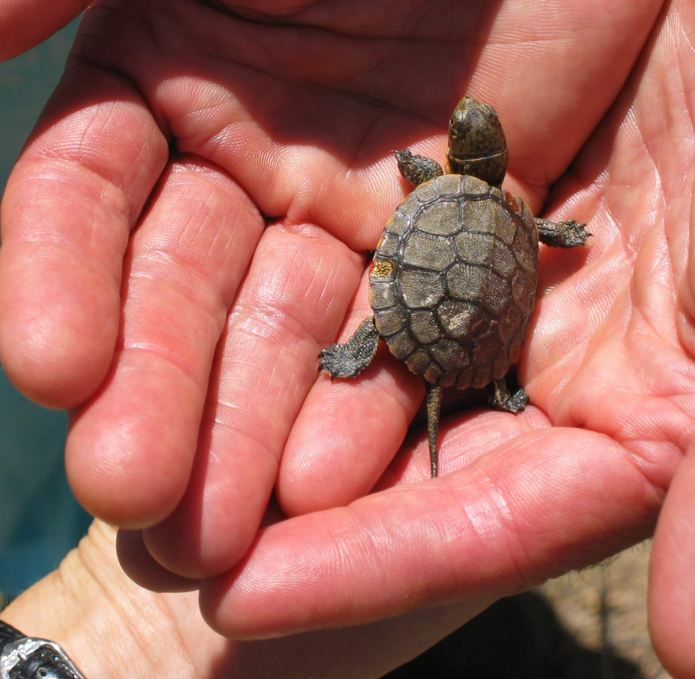 Staff Headshot Placeholder - baby western pond turtle